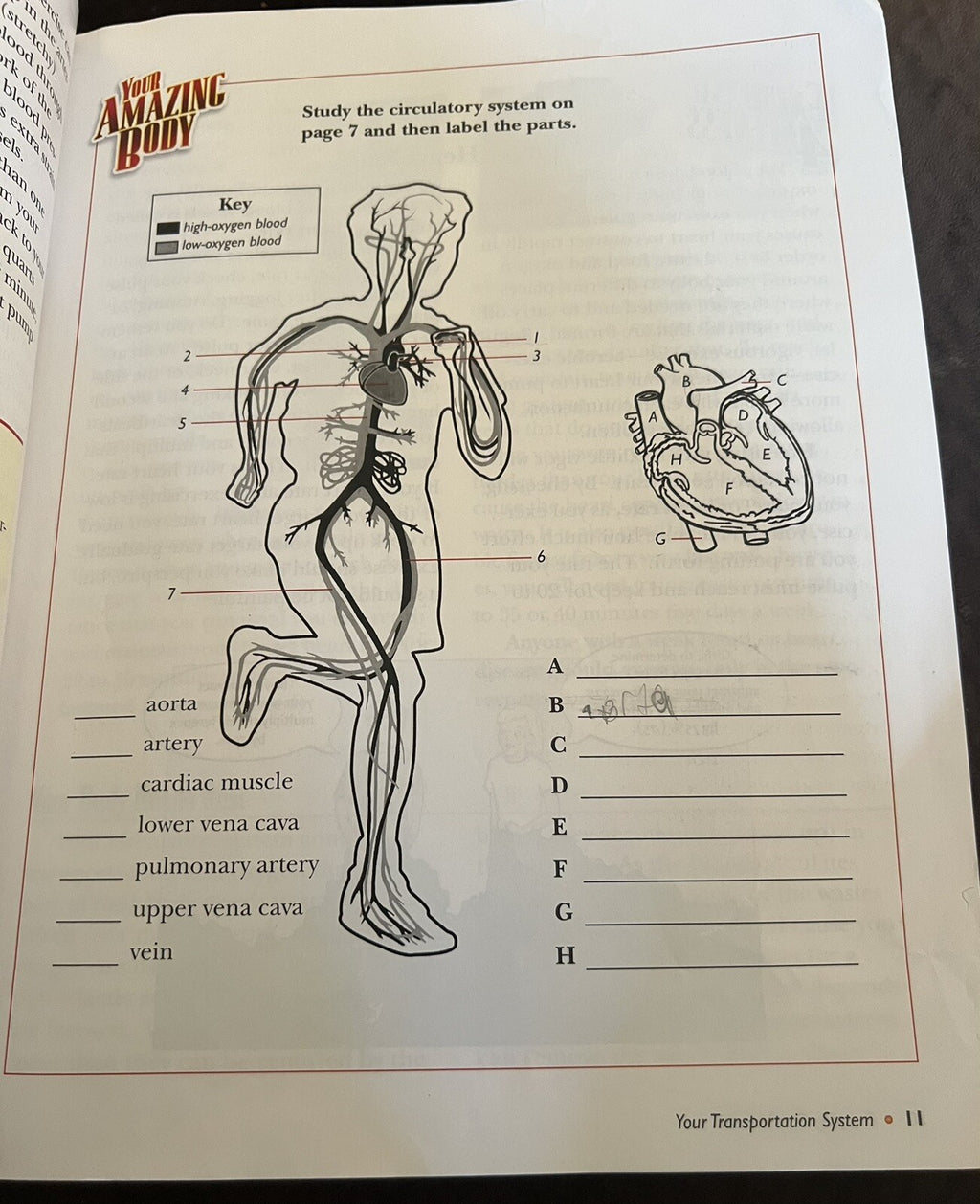 Abeka Enjoying Good Health 3rd edition Homeschool 5th grade4