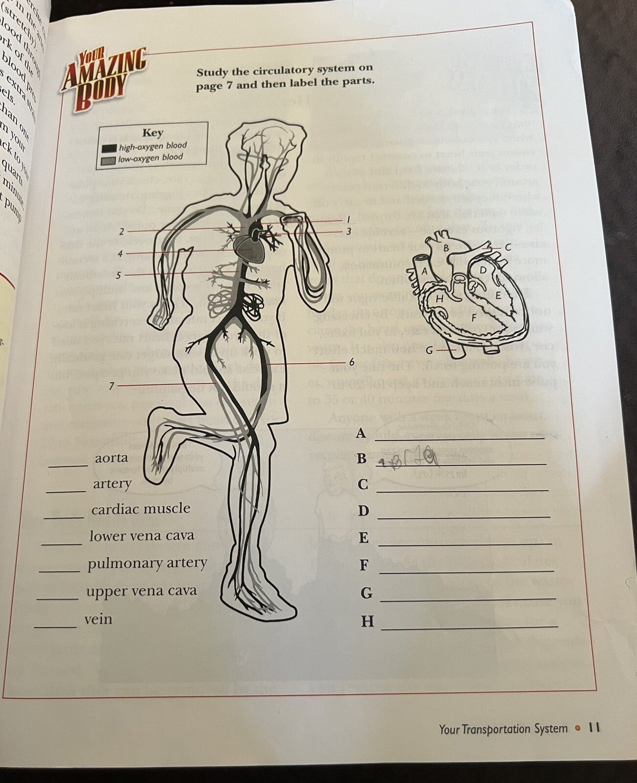 Abeka Enjoying Good Health 3rd edition Homeschool 5th grade4